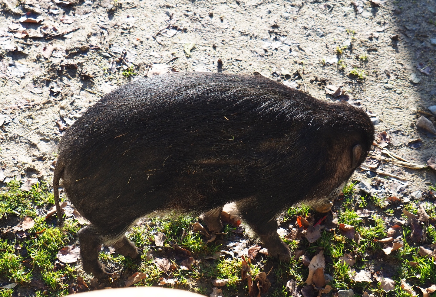 Negros Visayan warty pig (Sus cebifrons negrinus), Feb 16th, 2019