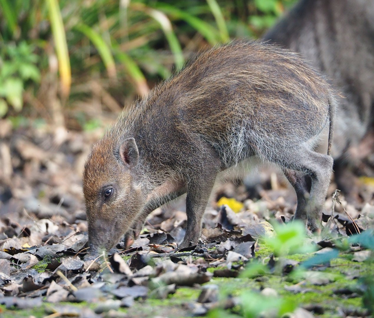 Negros Visayan warty pig (Sus cebifrons negrinus) piglet, 2023-09-19