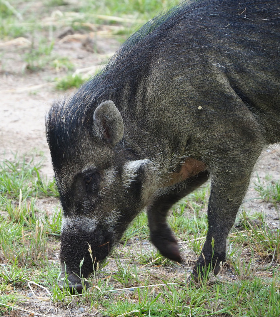 Negros Visayan warty pig (Sus cebifrons negrinus) Vlad, 2022-05-28