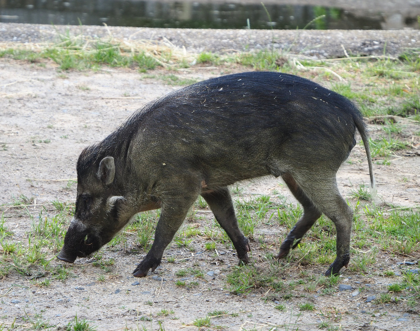 Negros Visayan warty pig (Sus cebifrons negrinus) Vlad, 2022-05-28