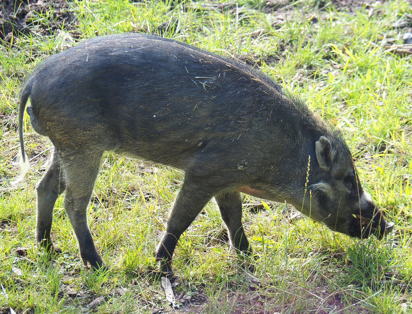 Negros Visayan warty pig (Sus cebifrons negrinus) Vlad, 2022-07-03