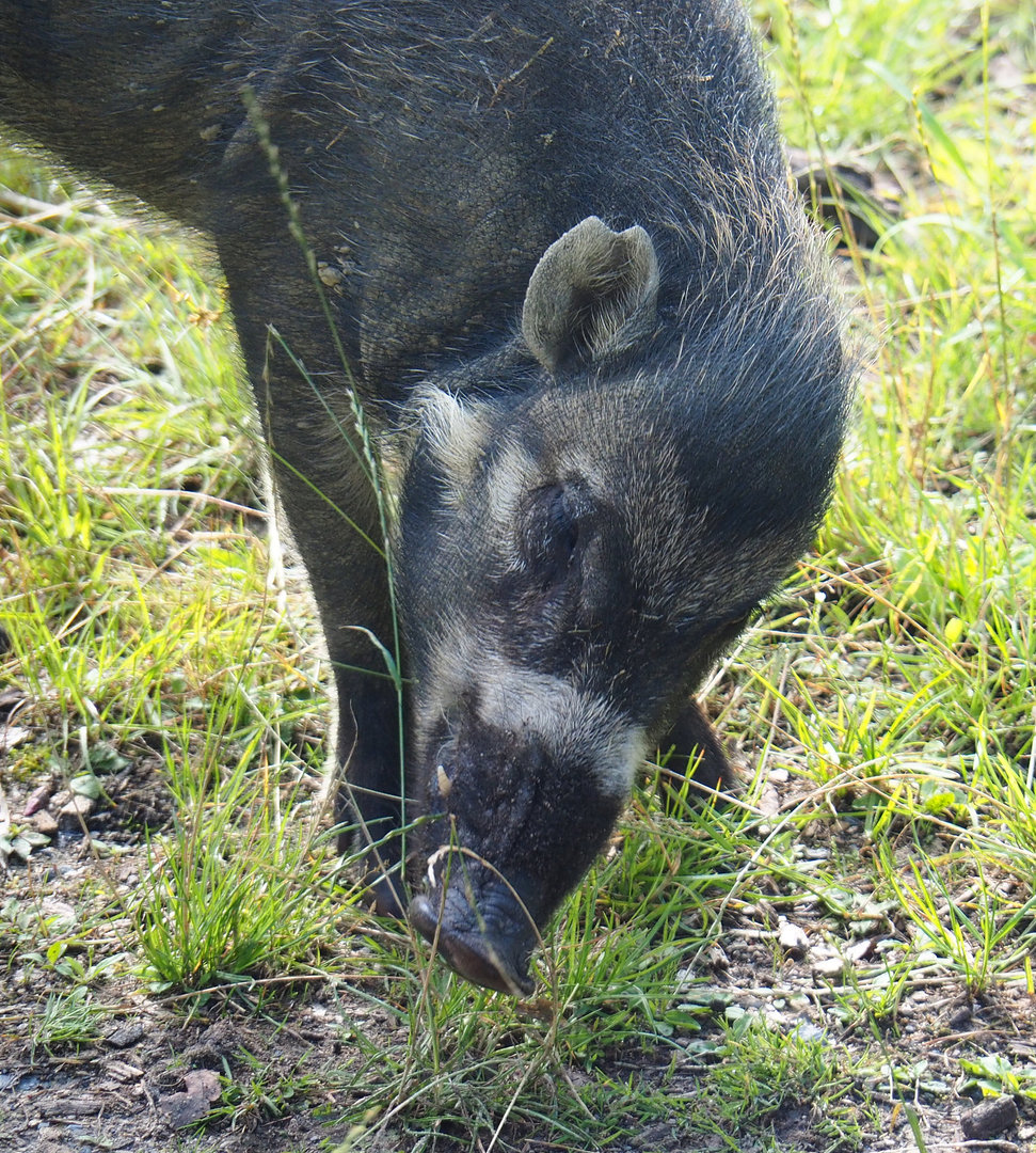 Negros Visayan warty pig (Sus cebifrons negrinus) Vlad, 2022-07-03