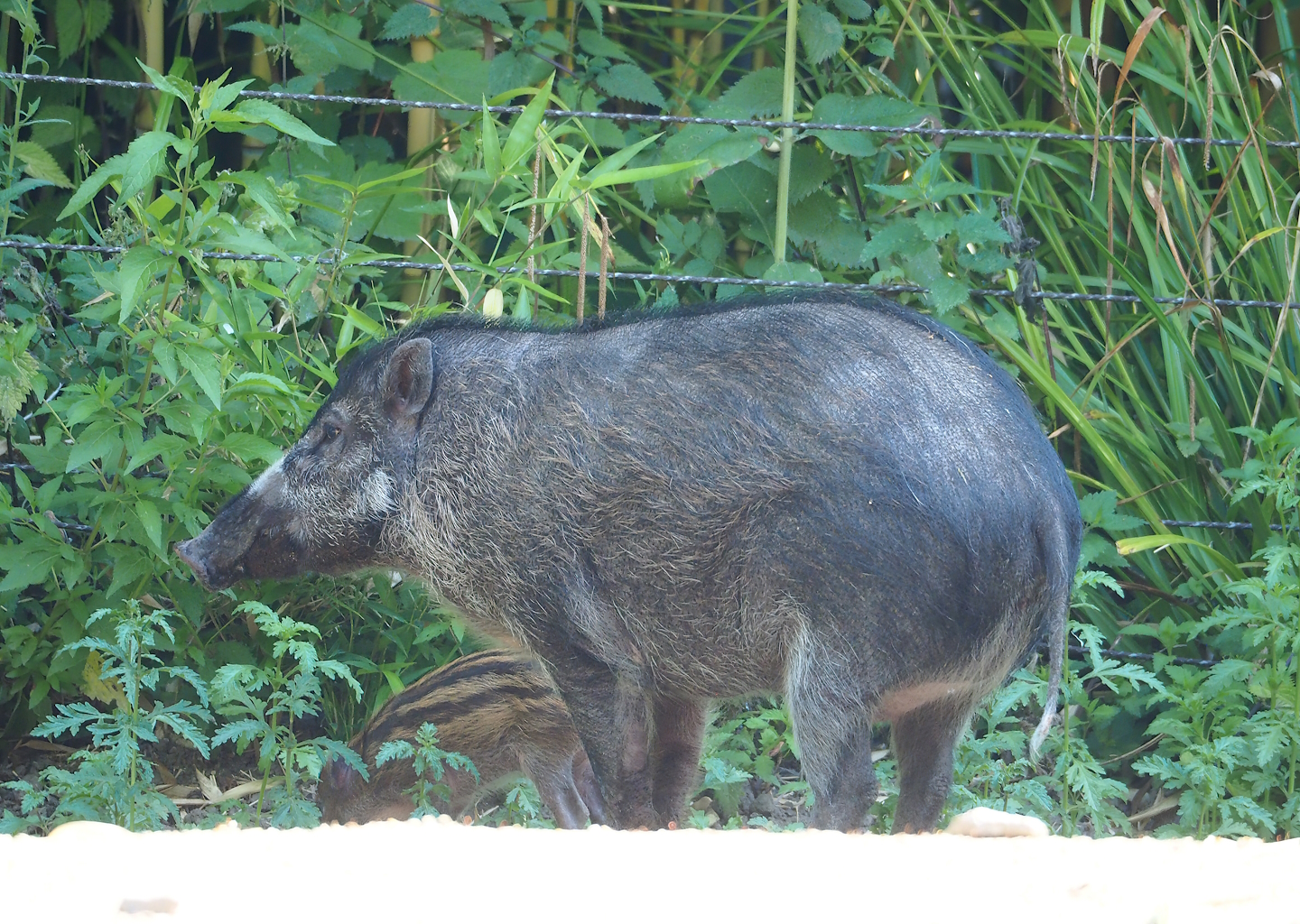 Negros Visayan warty pig (Sus cebifrons negrinus) with piglet, 2023-07-08