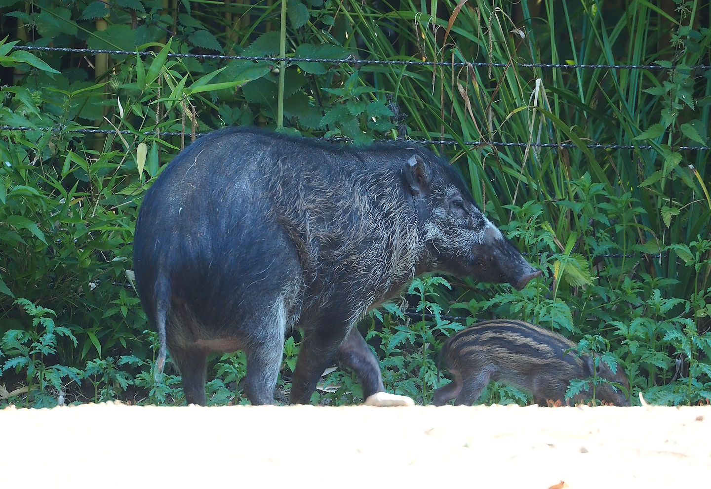 Negros Visayan warty pig (Sus cebifrons negrinus) with piglet, 2023-07-08