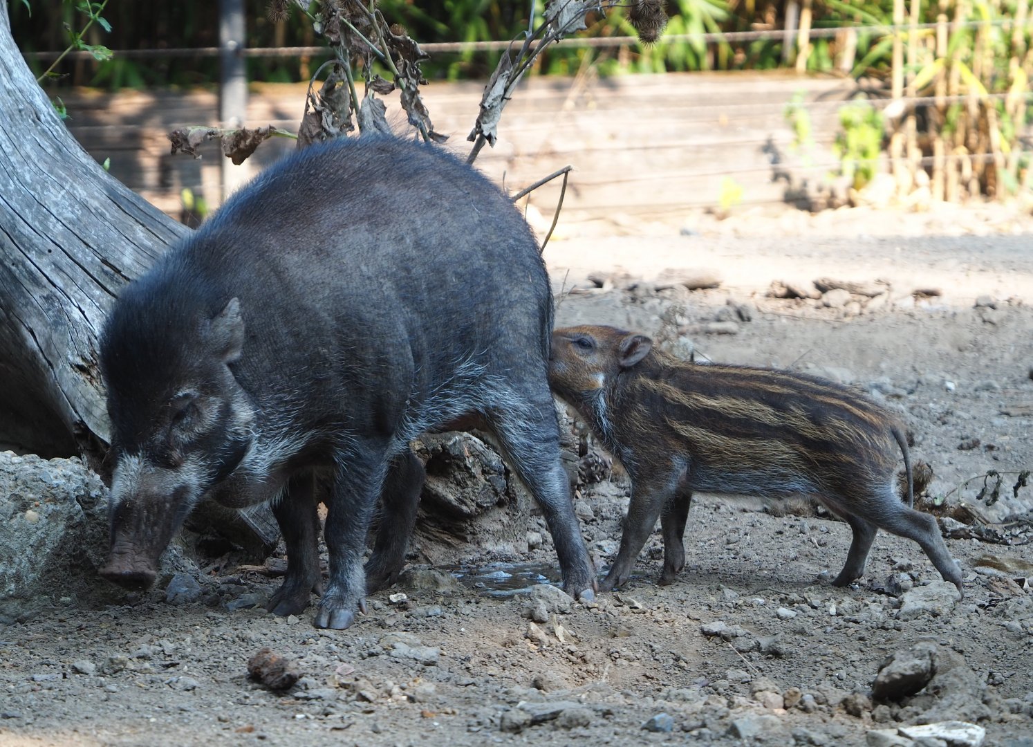 Negros Visayan warty pig with piglet (Sus cebifrons negrinus), 2020-09-16