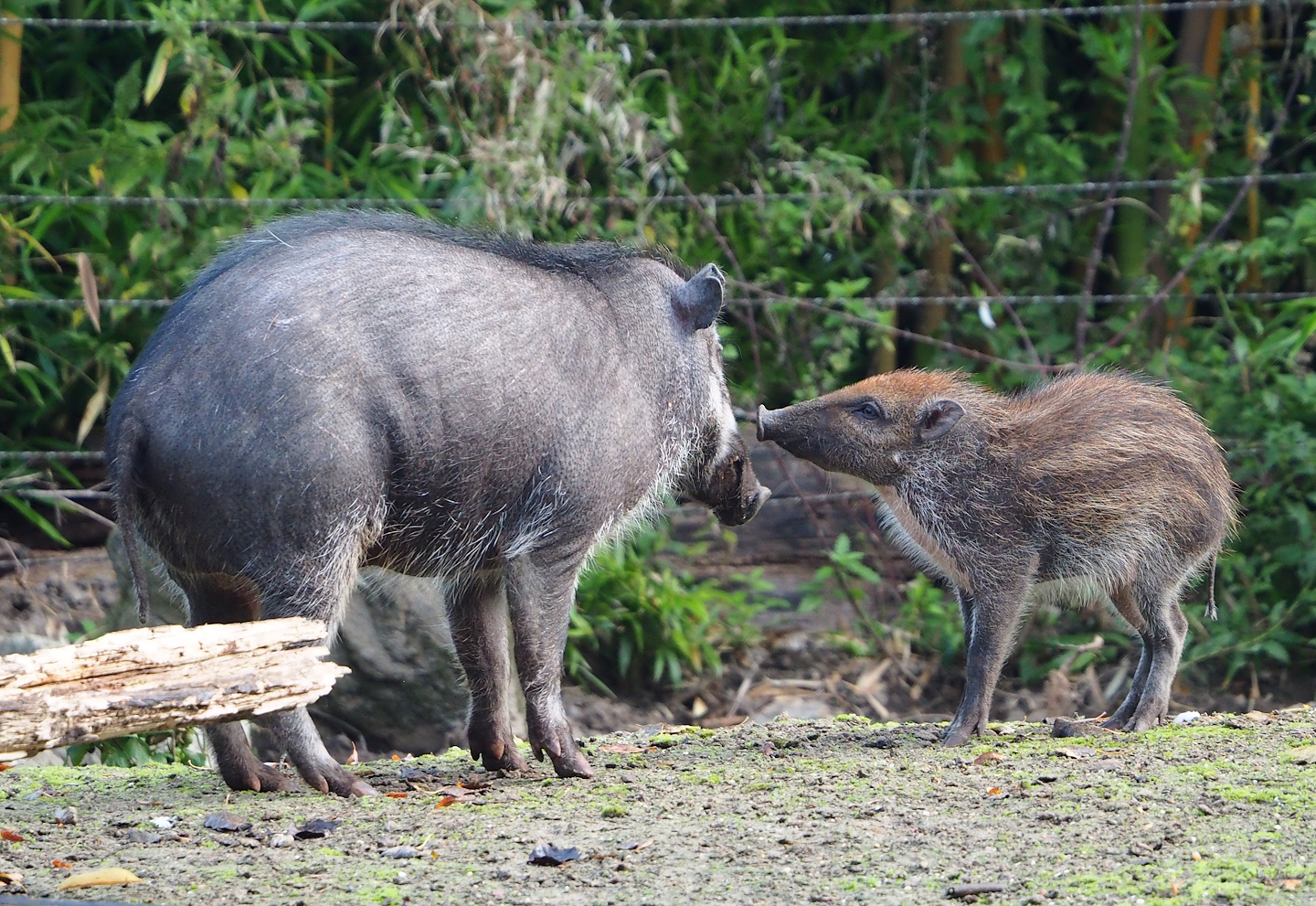 Negros Visayan warty pig with piglet (Sus cebifrons negrinus), 2023-10-04