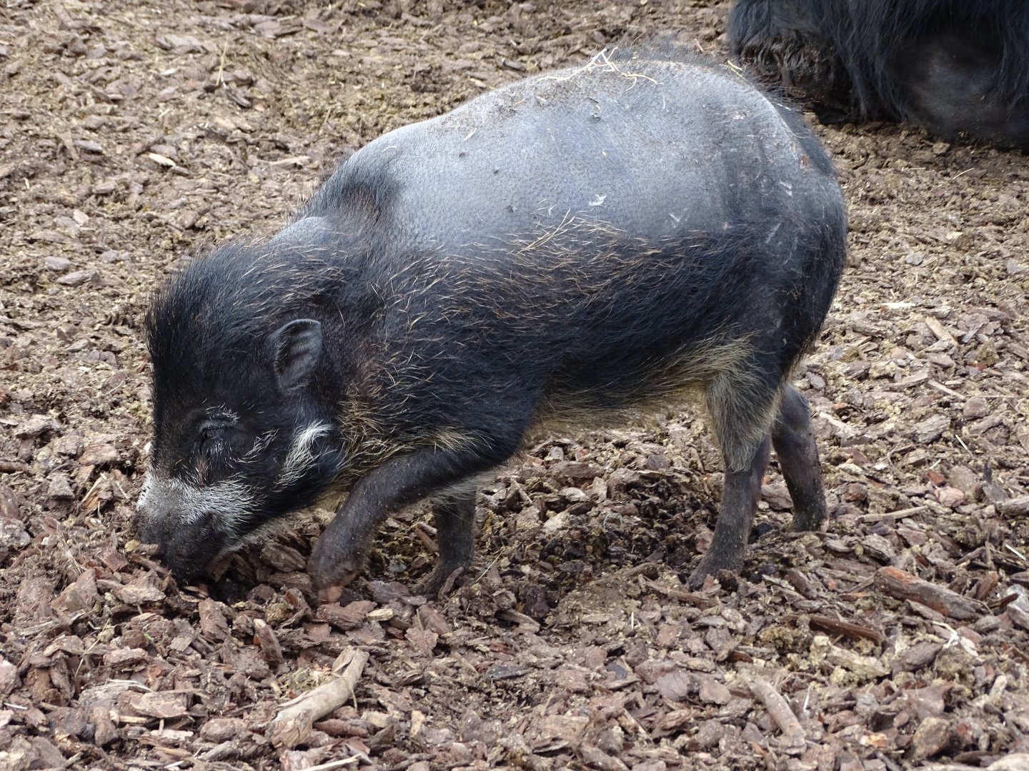Negros Visayan warty pig