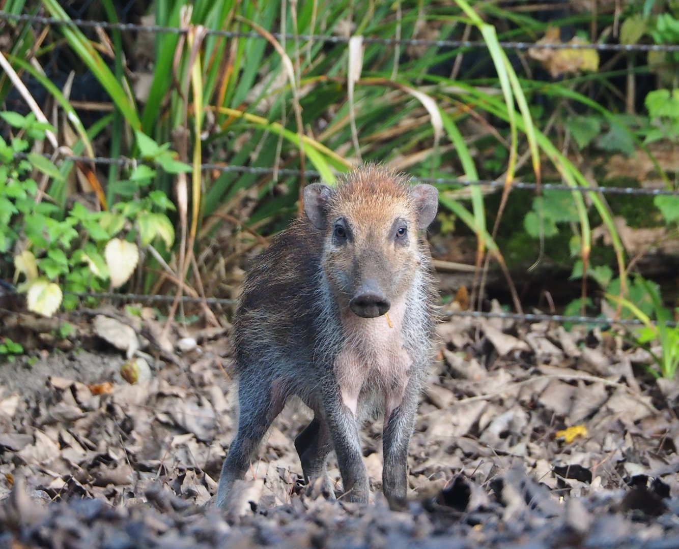 Negros Visayan warty piglet (Sus cebifrons negrinus), 2023-10-04