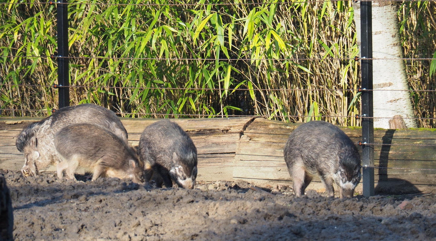 Negros Visayan warty pigs (Sus cebifrons negrinus), Feb 16th, 2019