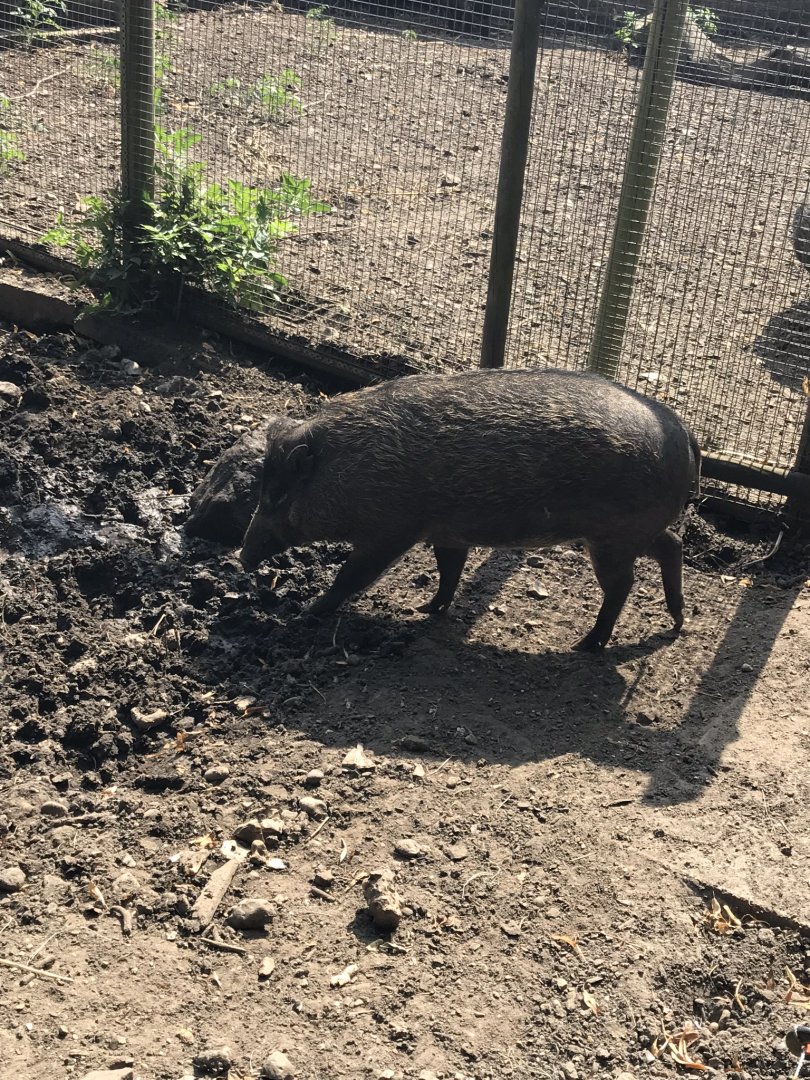Negros warty pig 070818
