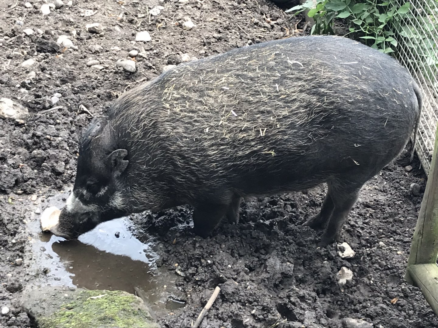 Negros warty pig 070819