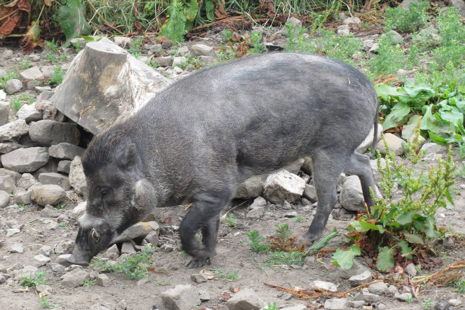 Negros Warty Pig 200713