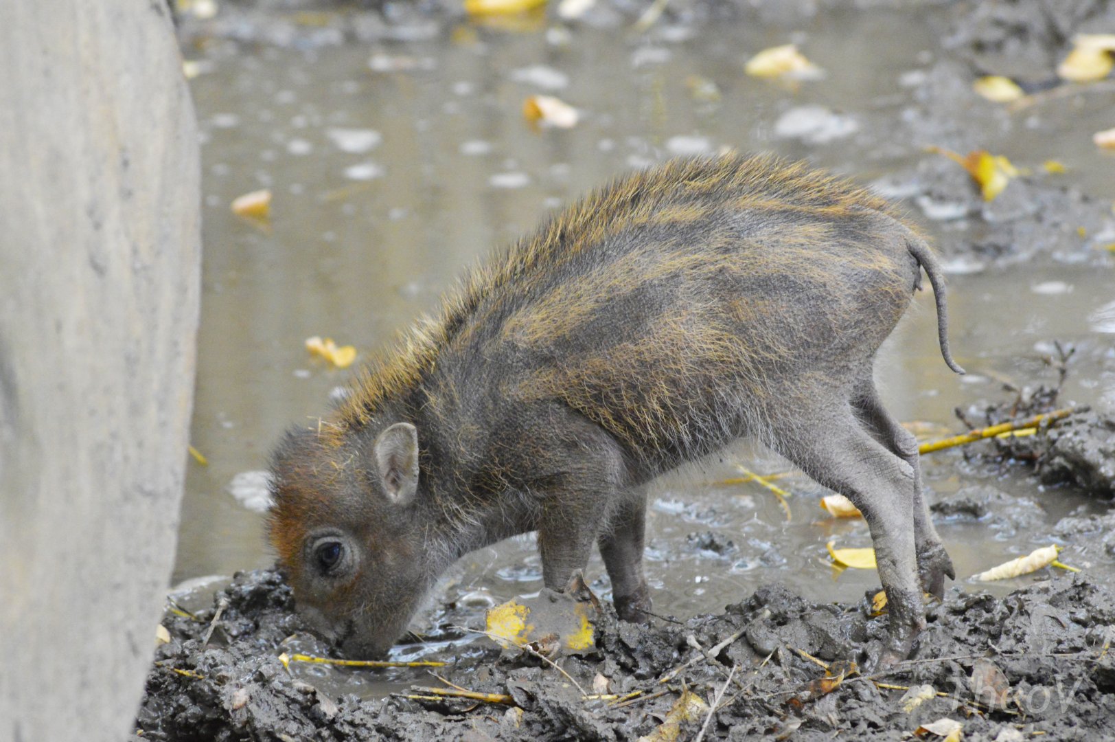 Negros warty pig [2017]
