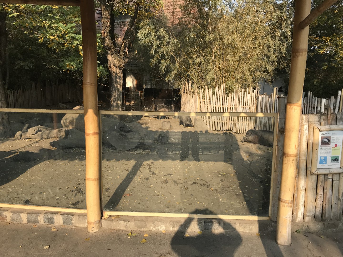 Negros warty pig enclosure 201018