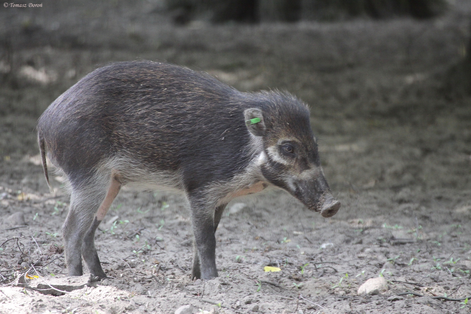Negros Warty Pig (Sus cebifrons negrinus)