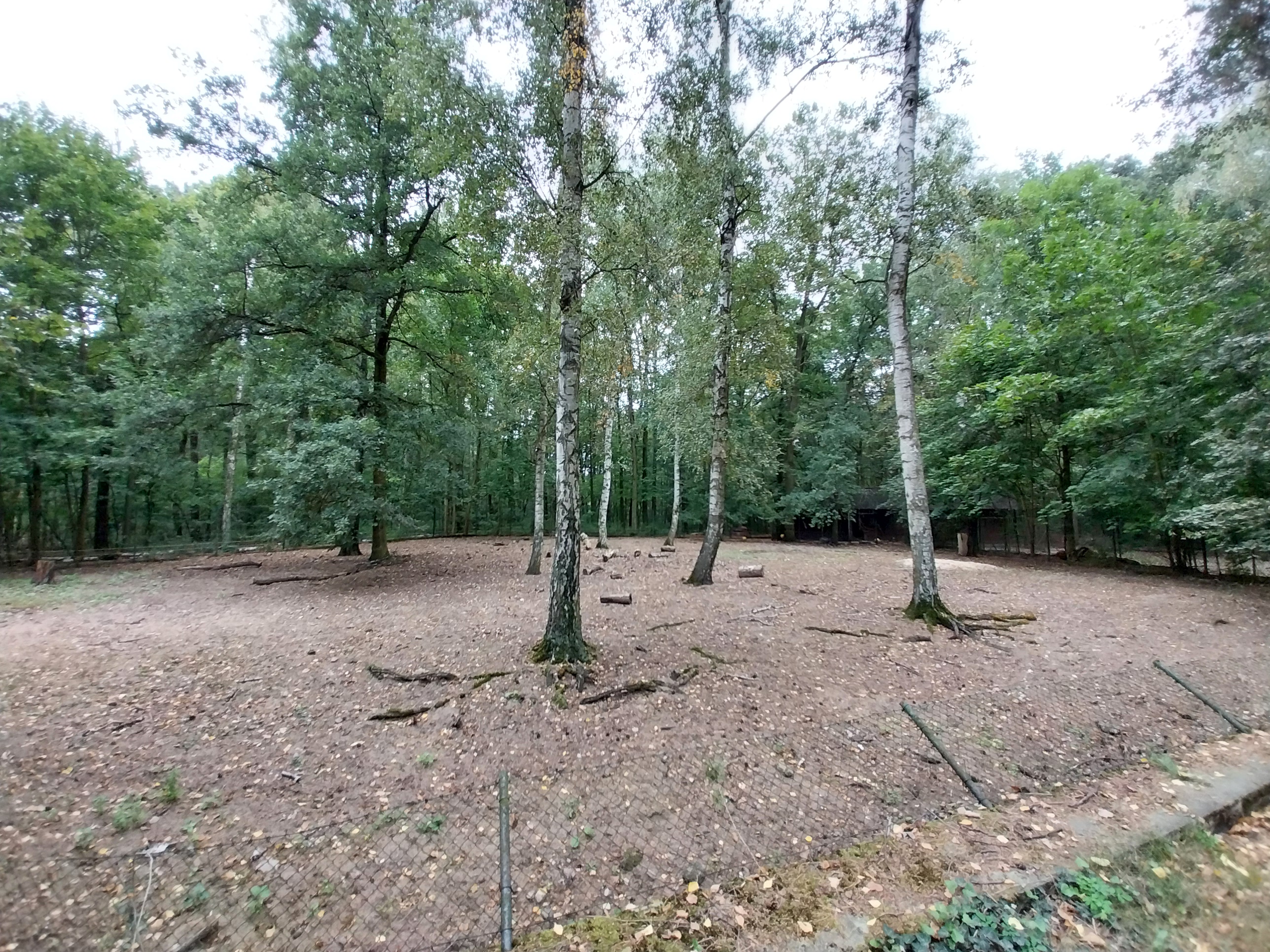 Negros Warty Pig (Sus cefifrons negrinus) enclosure