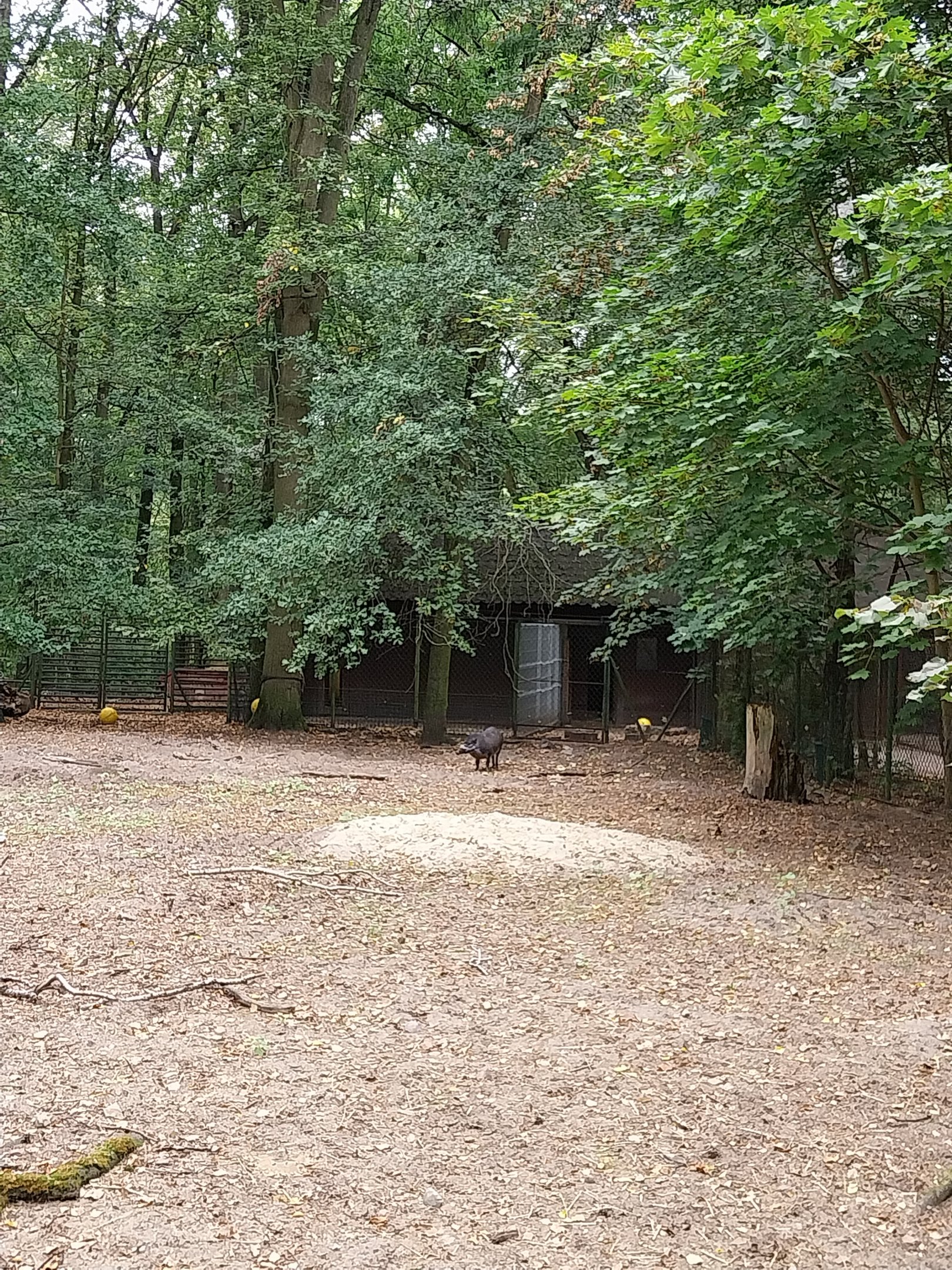 Negros Warty Pig (Sus cefifrons negrinus) enclosure