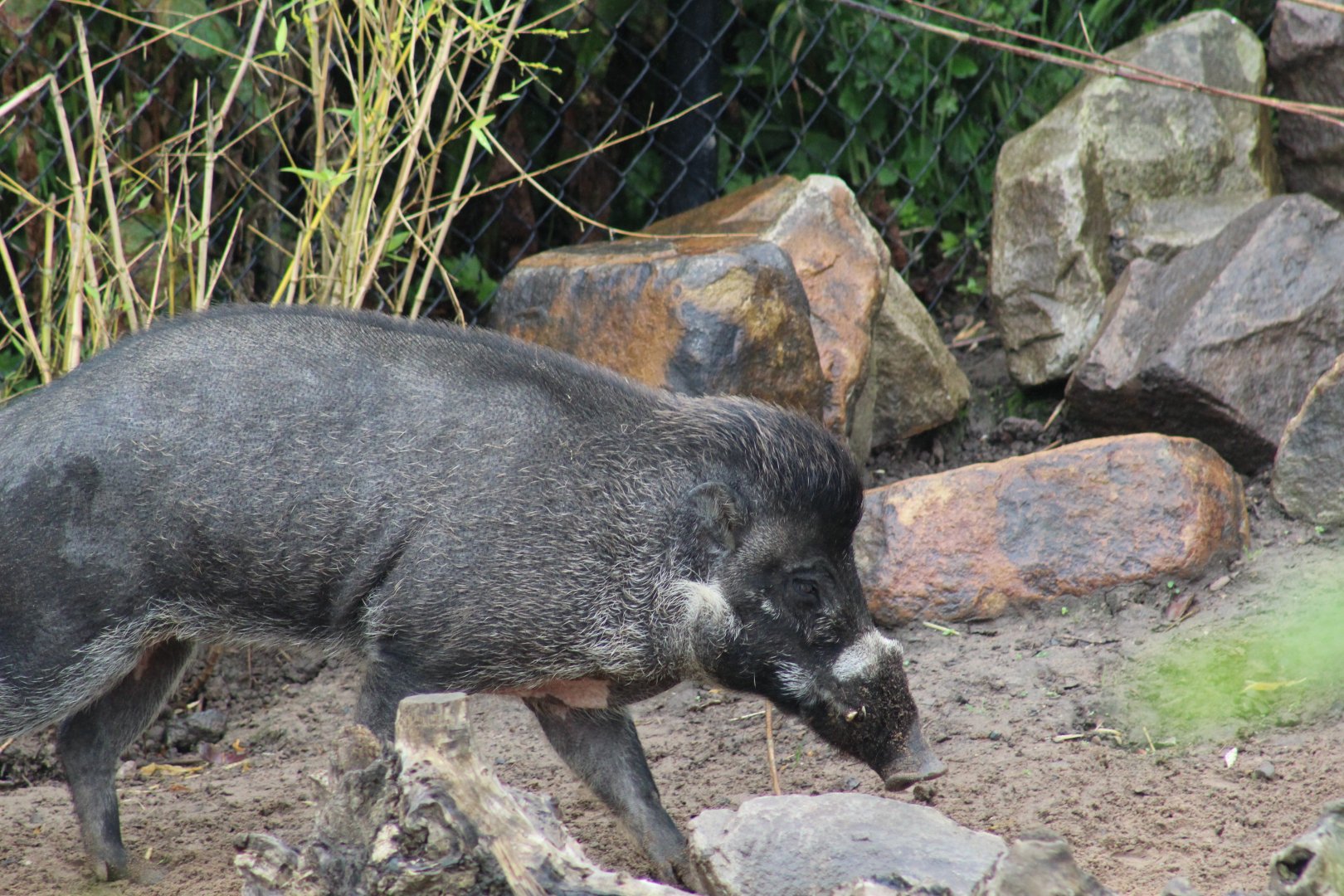 Negros Warty Pig