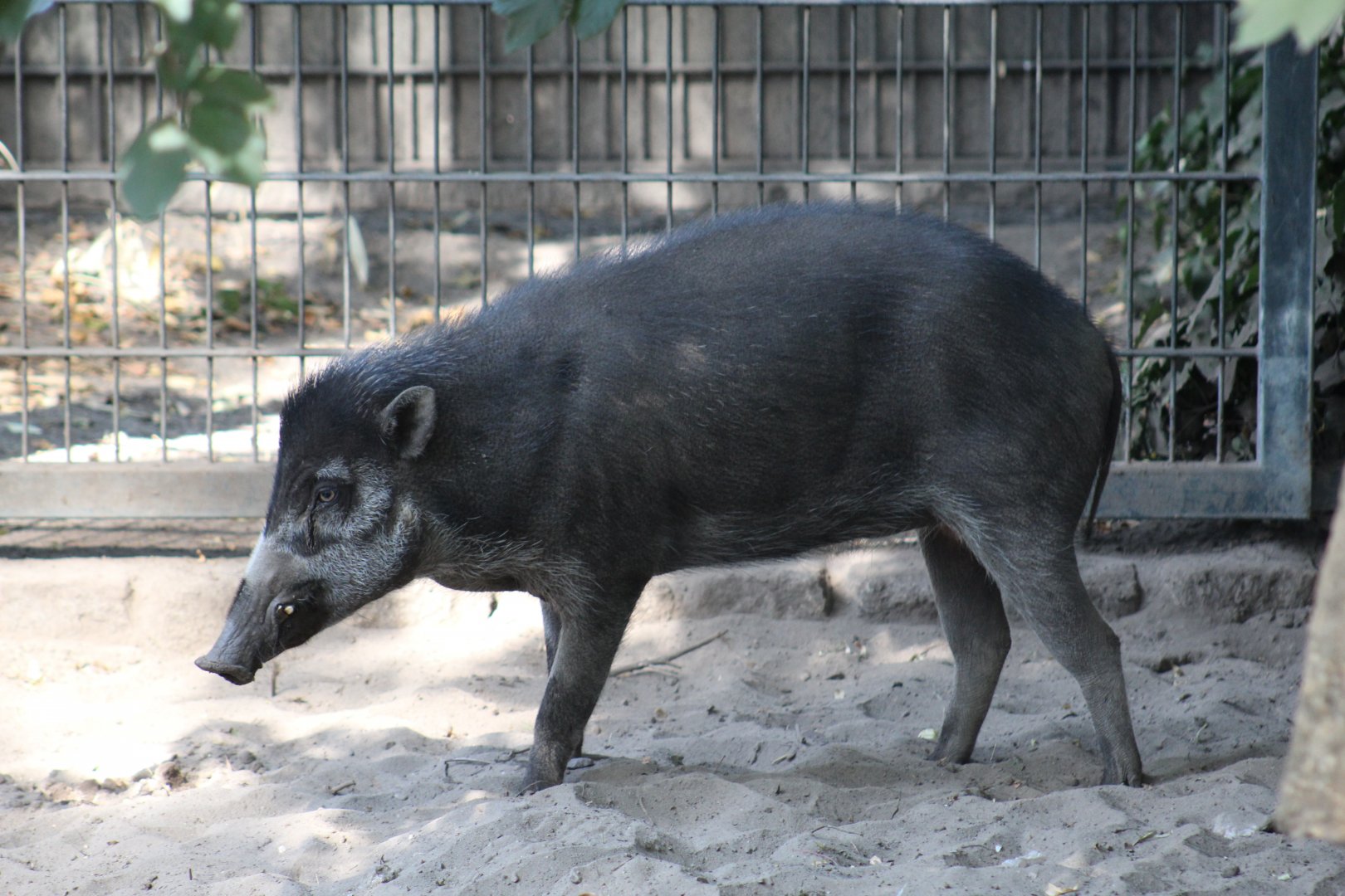 Negros Warty Pig