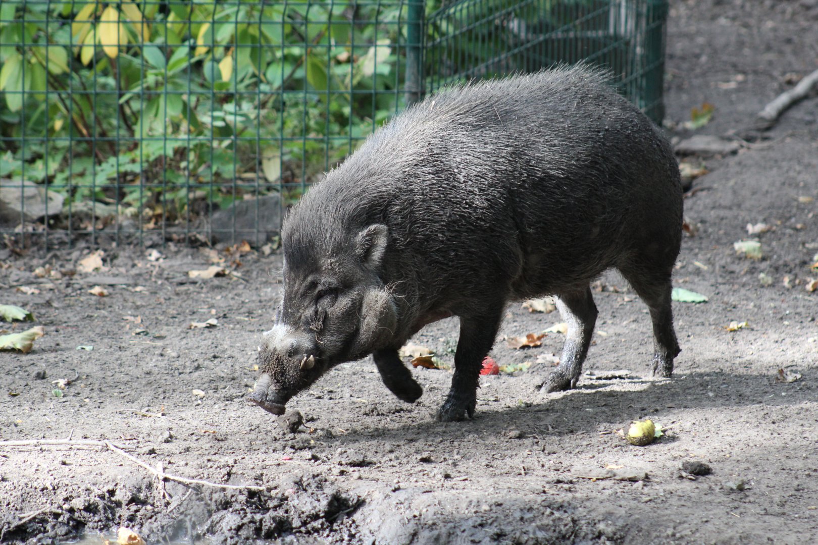 Negros Warty Pig