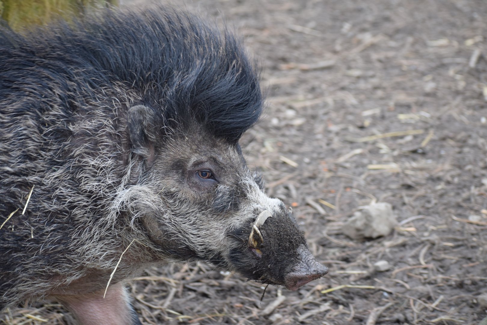 Negros warty pig