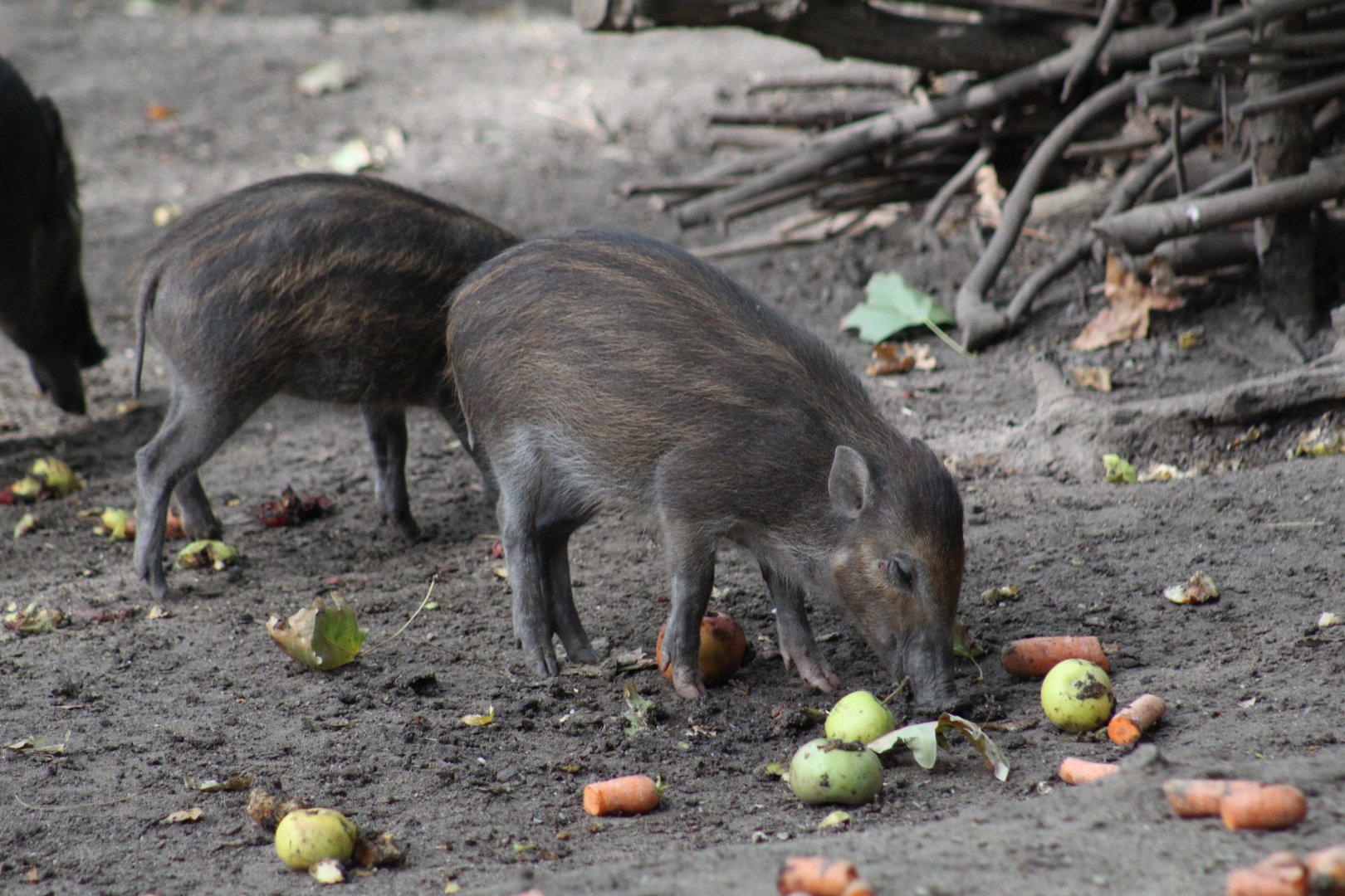 Negros Warty Piglet