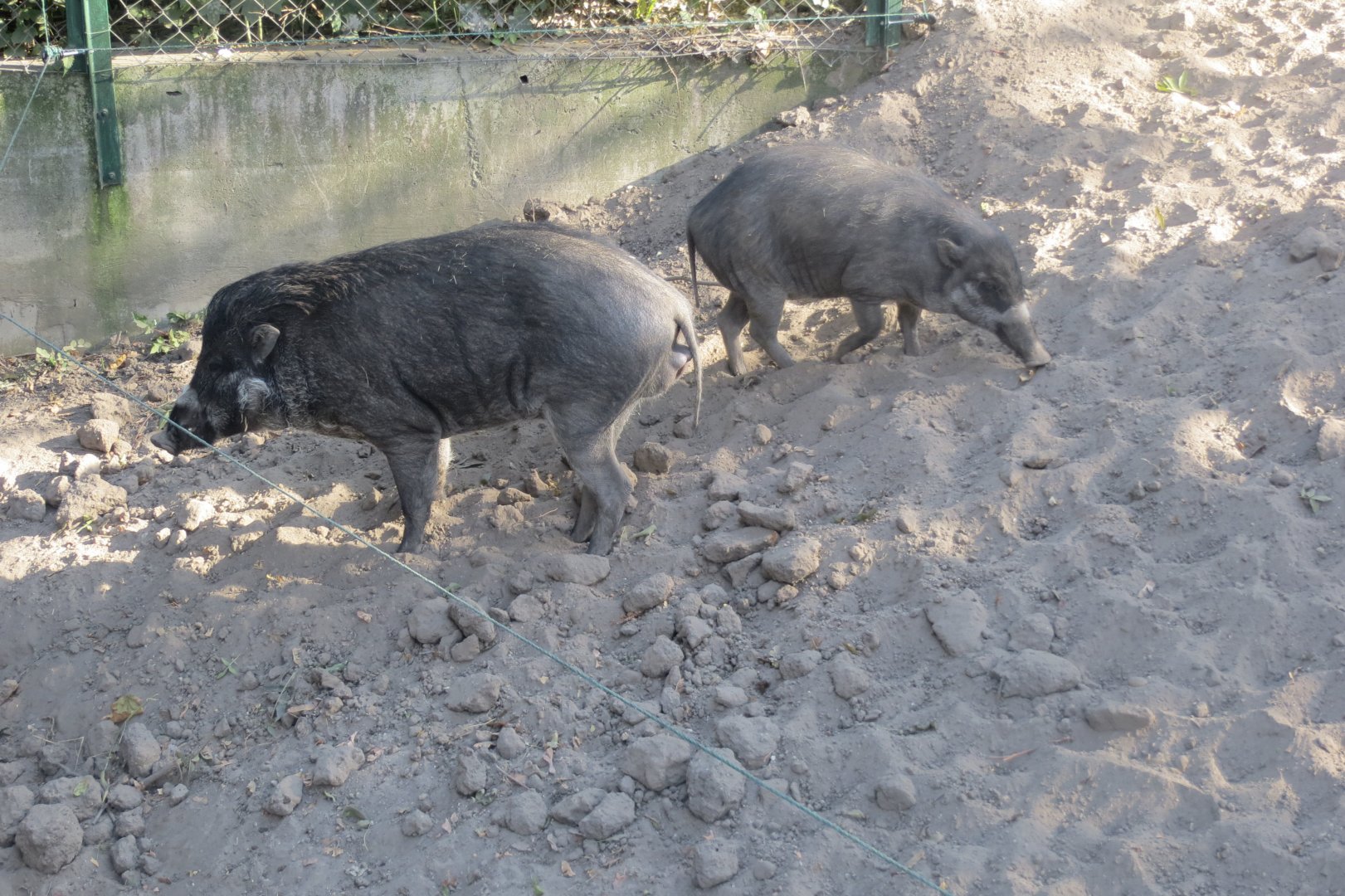 Negros warty pigs 171018