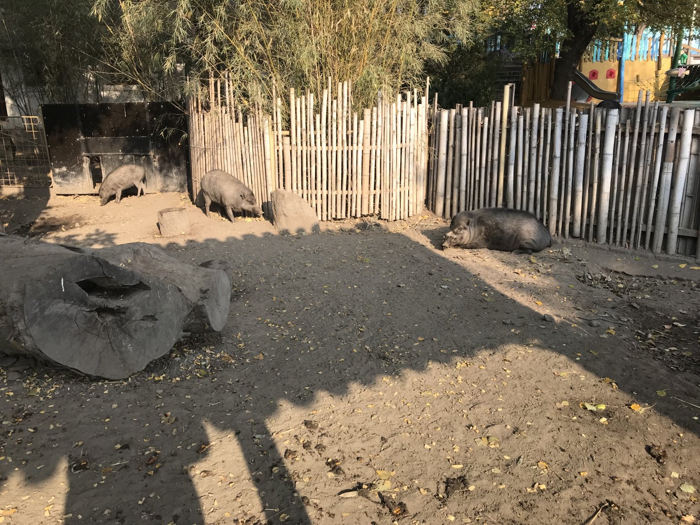 Negros warty pigs 201018