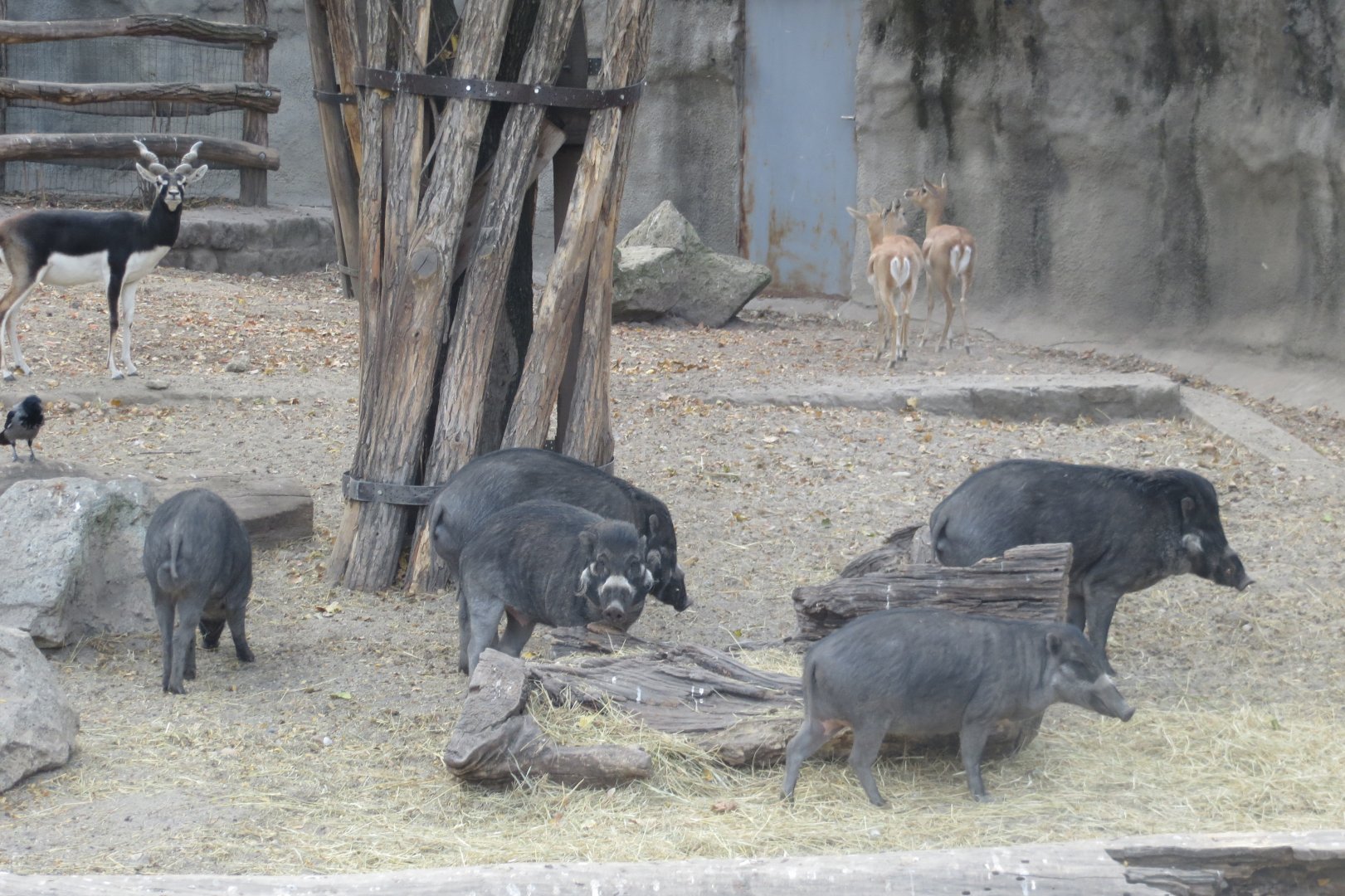 Negros warty pigs and Blackbucks 171018