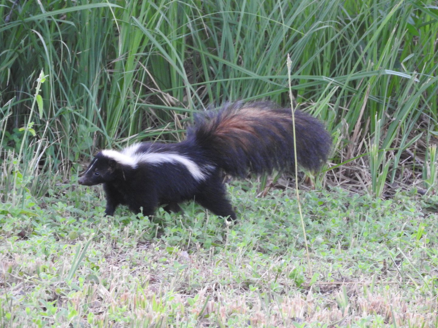 Neighborhood Skunk