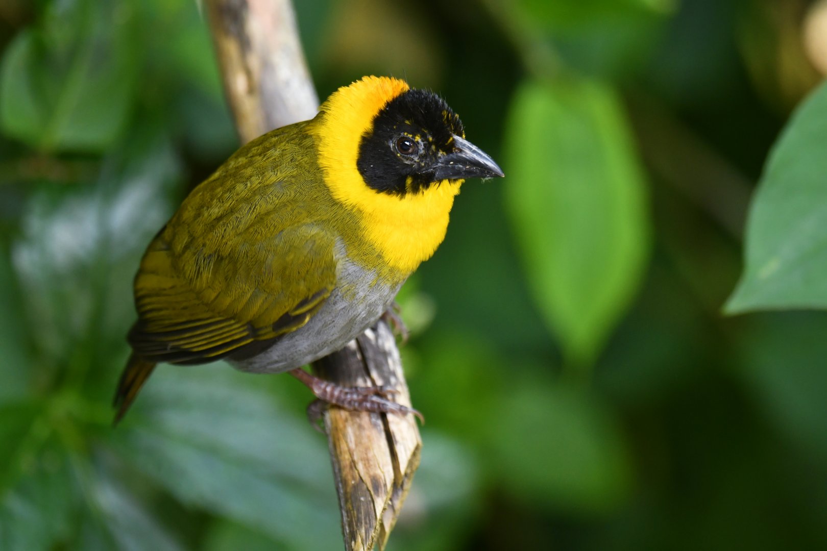 Nelicourvi Weaver Ploceus nelicourvi