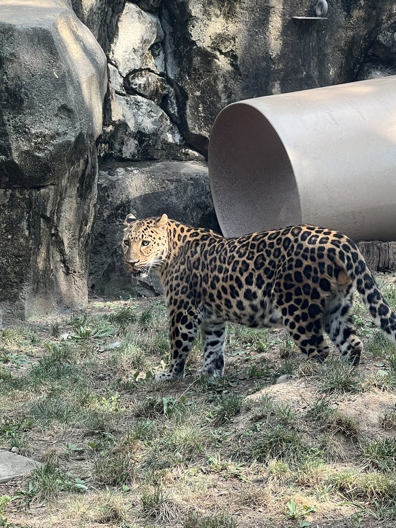 Nelkan the male Amur leopard