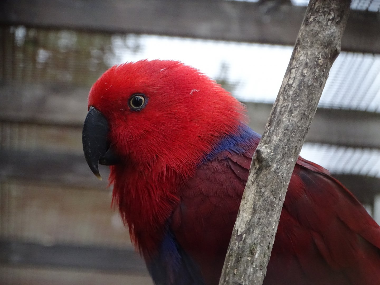 Nellie, 16th October 2025