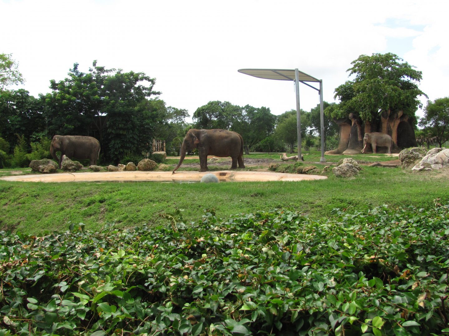 Nellie, Maude & Dalip 2011