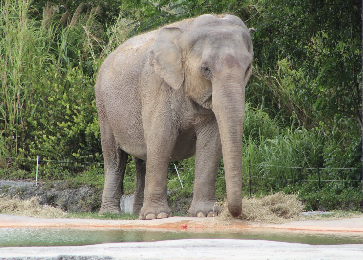 “Nellie” the Asian Elephant (Elephas maximus)