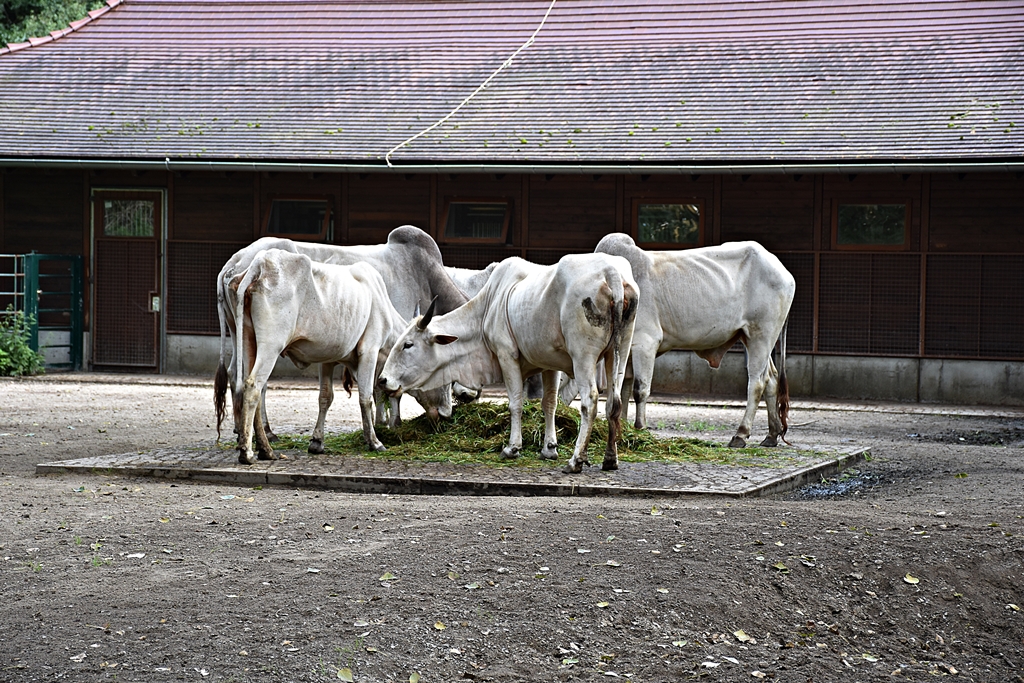 Nellore cattle