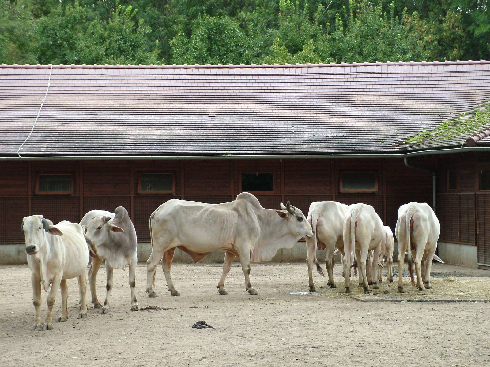 Nellore Zebu at Tierpark Berlin, 30/08/11