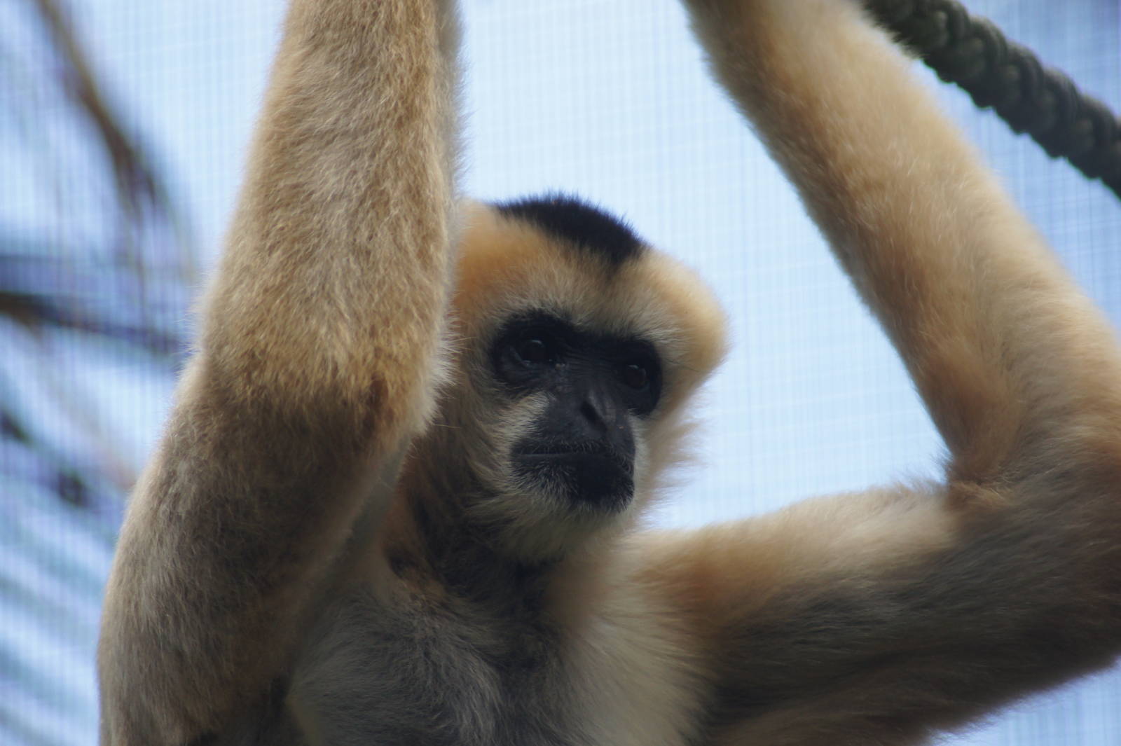 Nelly (white cheeked gibbon)