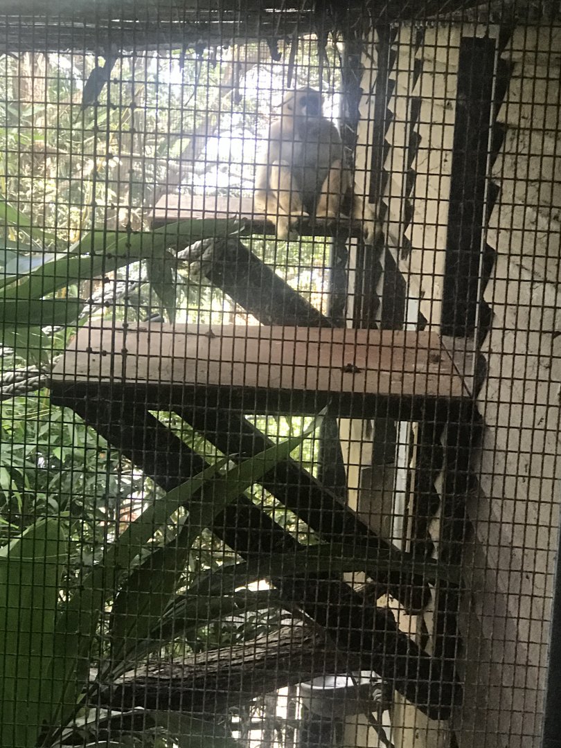 Nelly- White Cheeked Gibbon