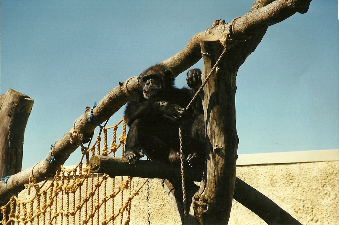 Nelson 19th July 1997