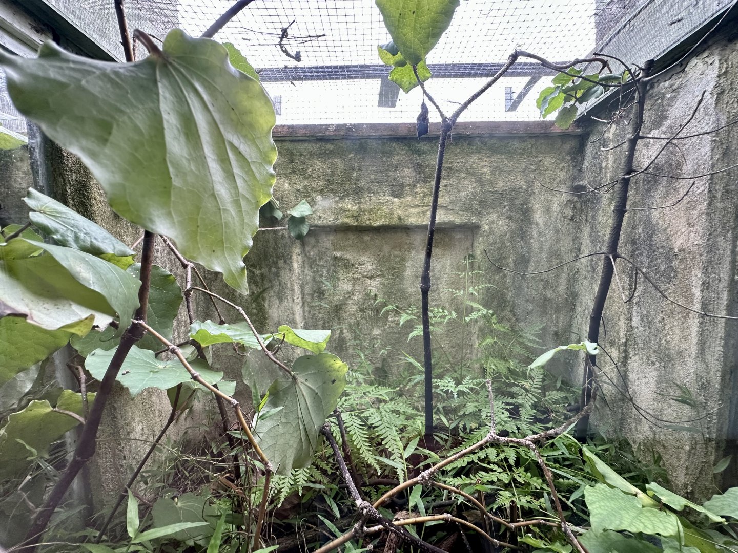 Nelson Green Gecko/Forest Gecko Exhibit