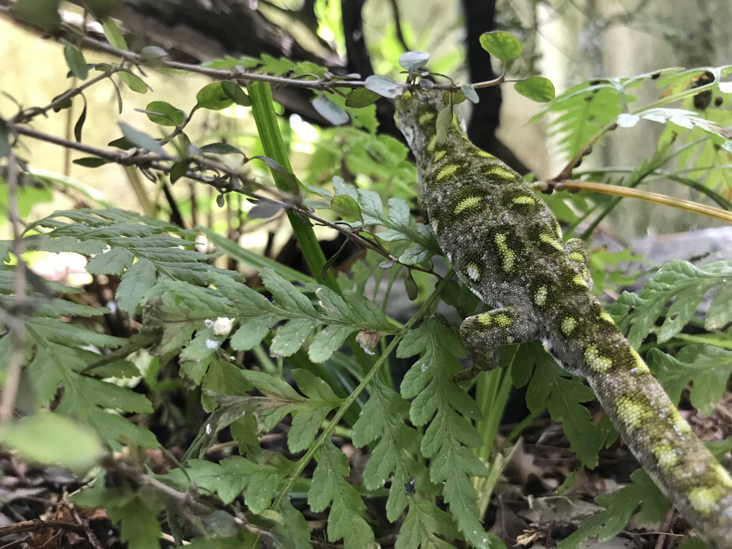 Nelson Green Gecko (Naultinus stellatus)