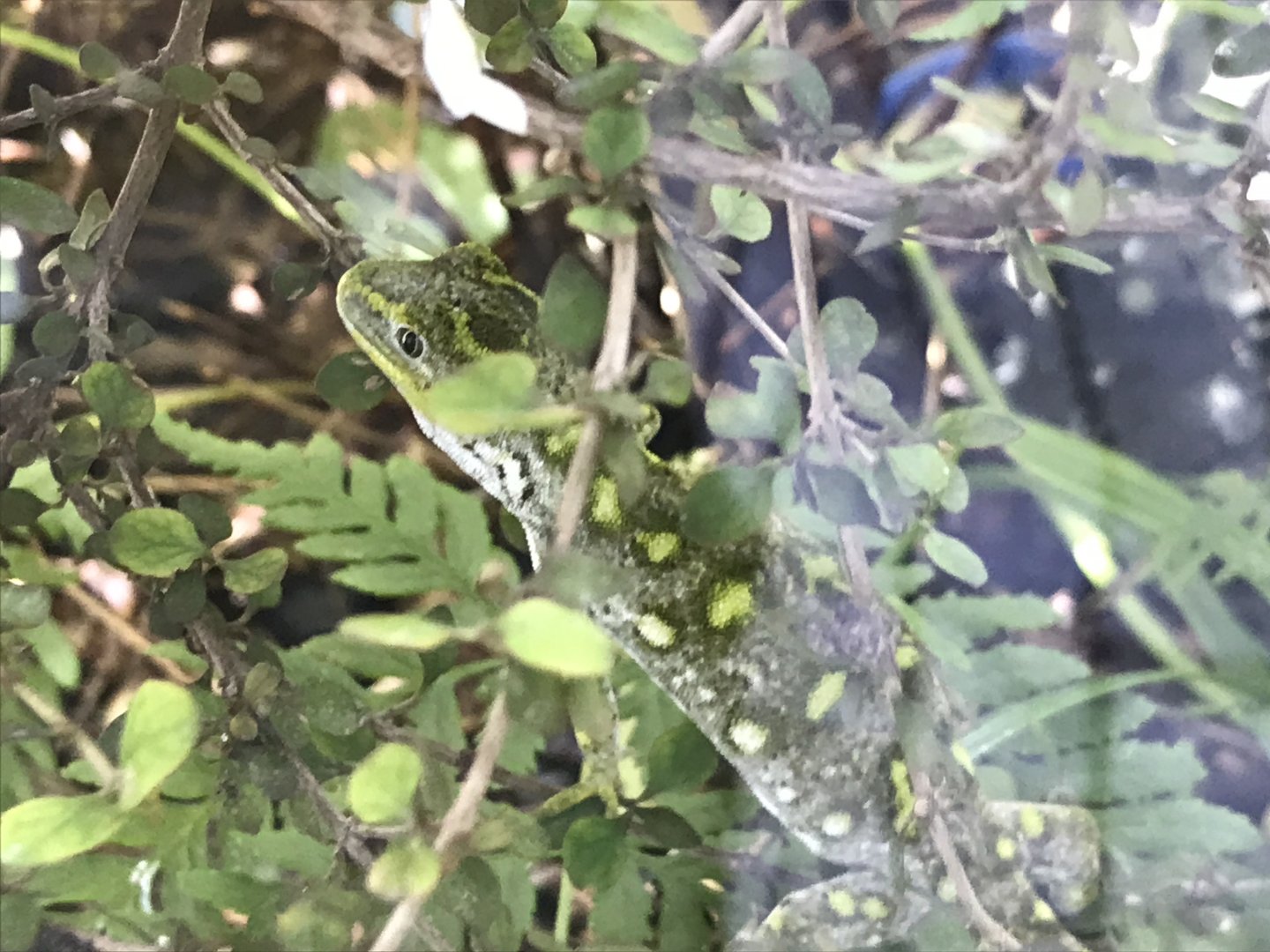 Nelson Green Gecko (Naultinus stellatus)