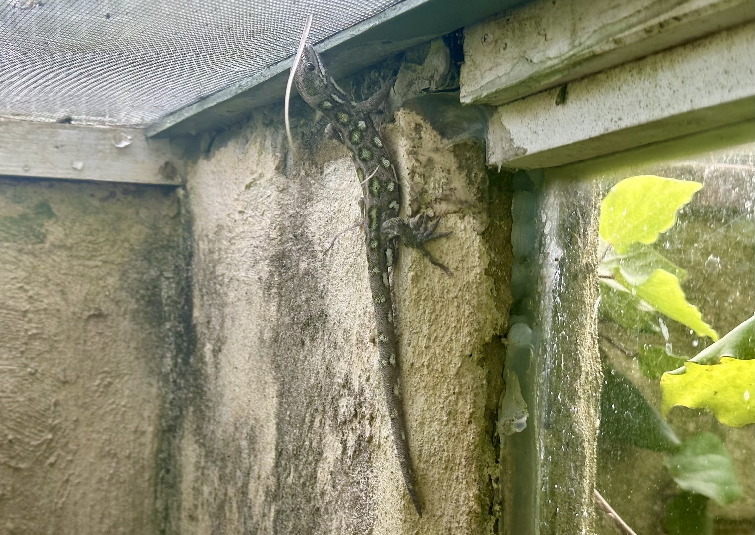 Nelson green gecko (Naultinus stellatus)
