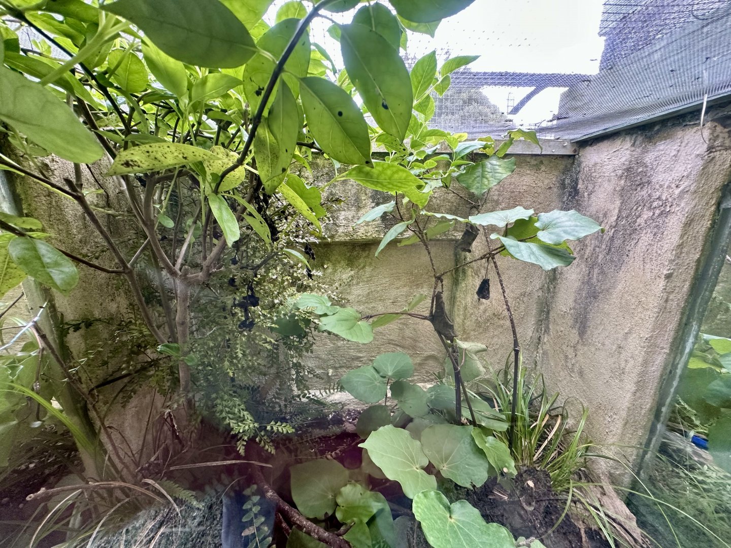 Nelson Green Gecko/Northern Brown Skink Exhibit