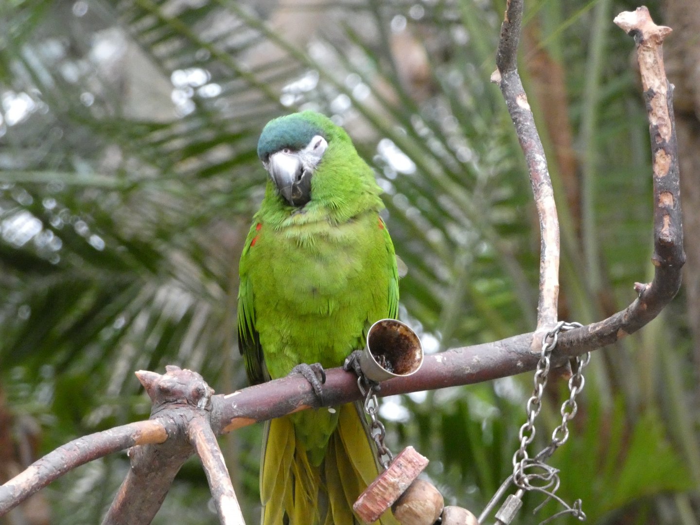 Nelson (Red-shouldered macaw)
