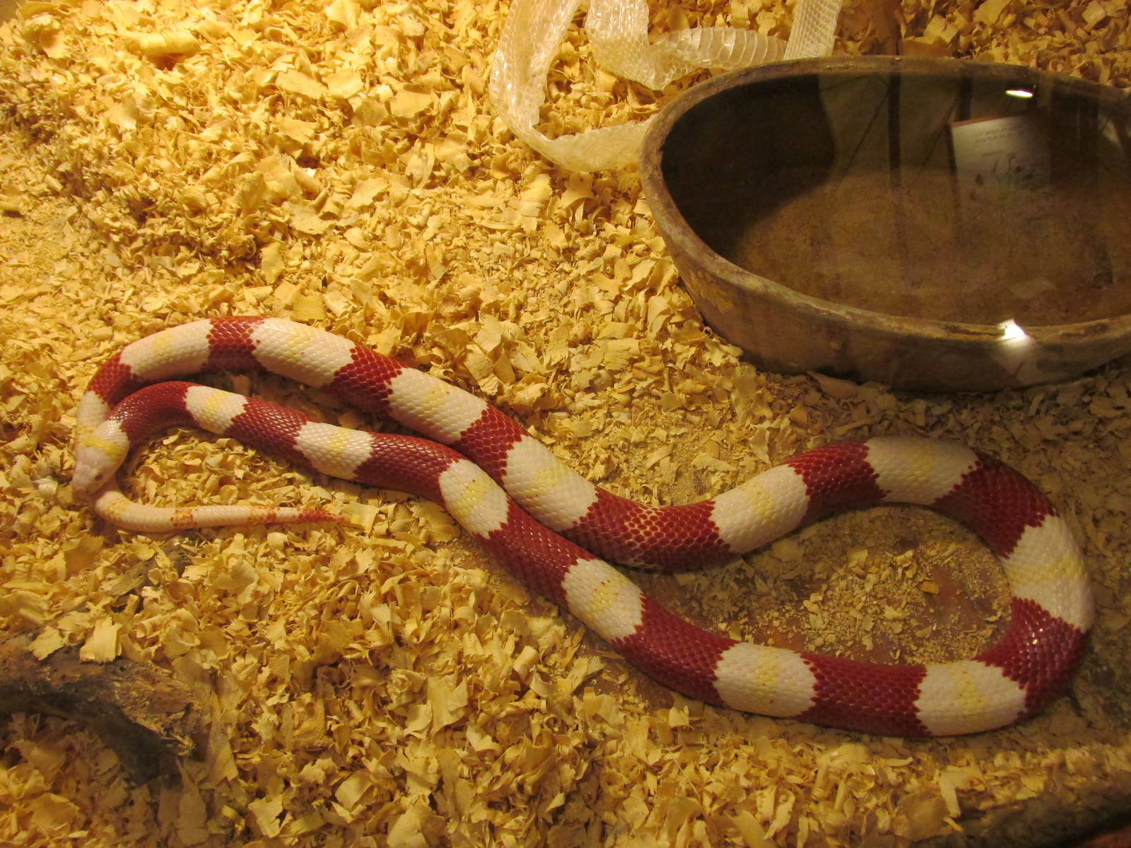 nelson?s milksnake serpentario mendoza