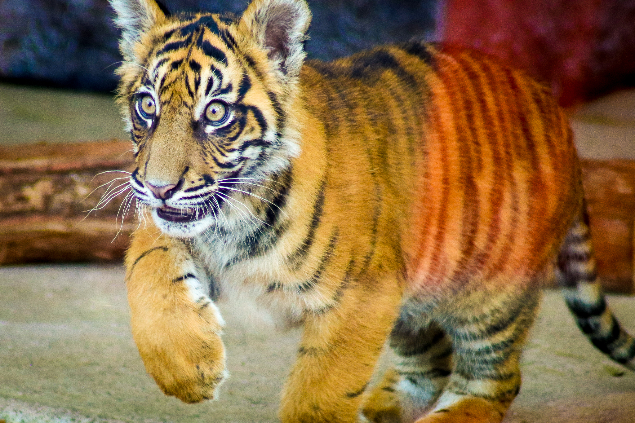 Nelson - Sumatran Tiger Cub