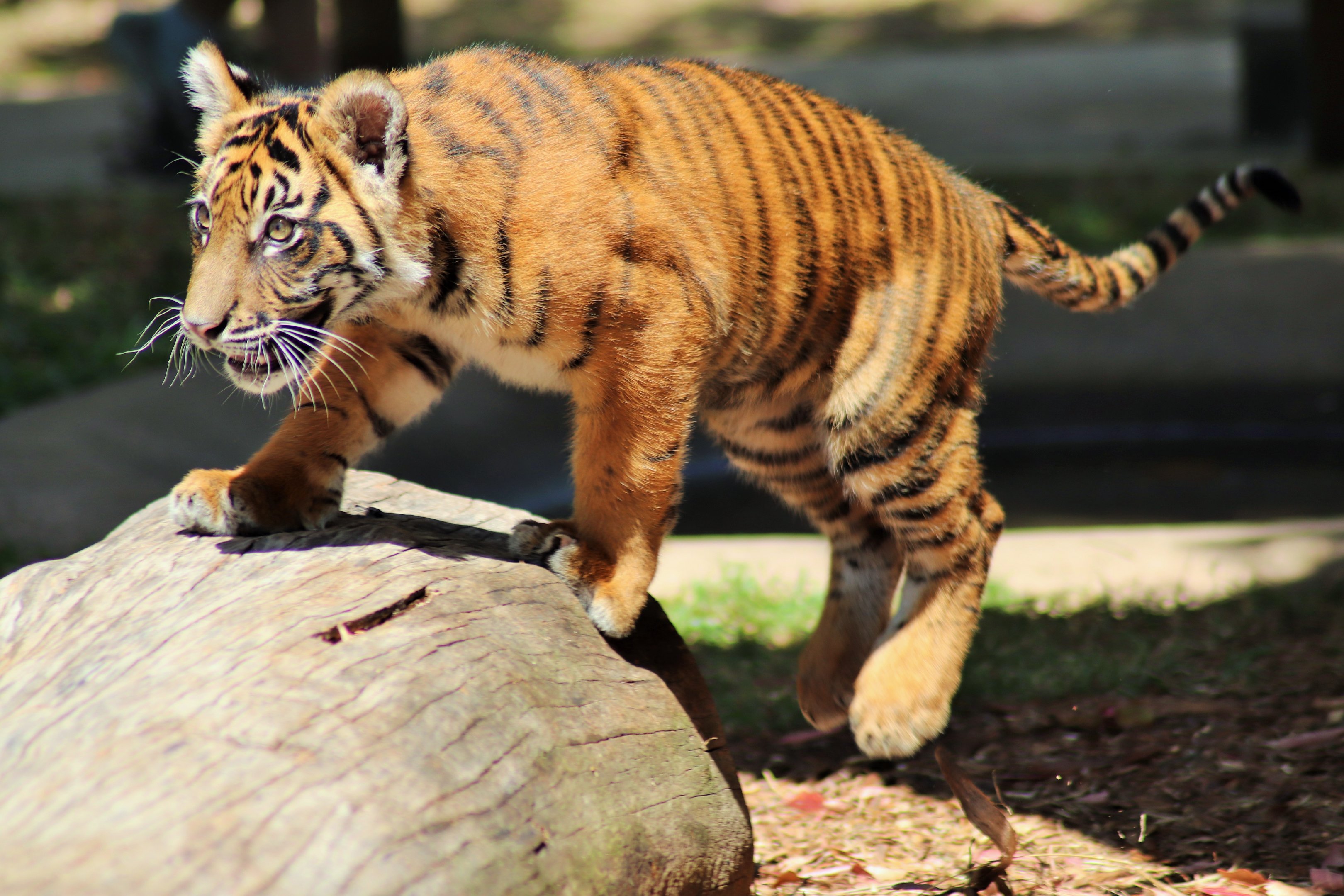 'Nelson' the Sumatran Tiger Cub (Panthera tigris sumatrae)