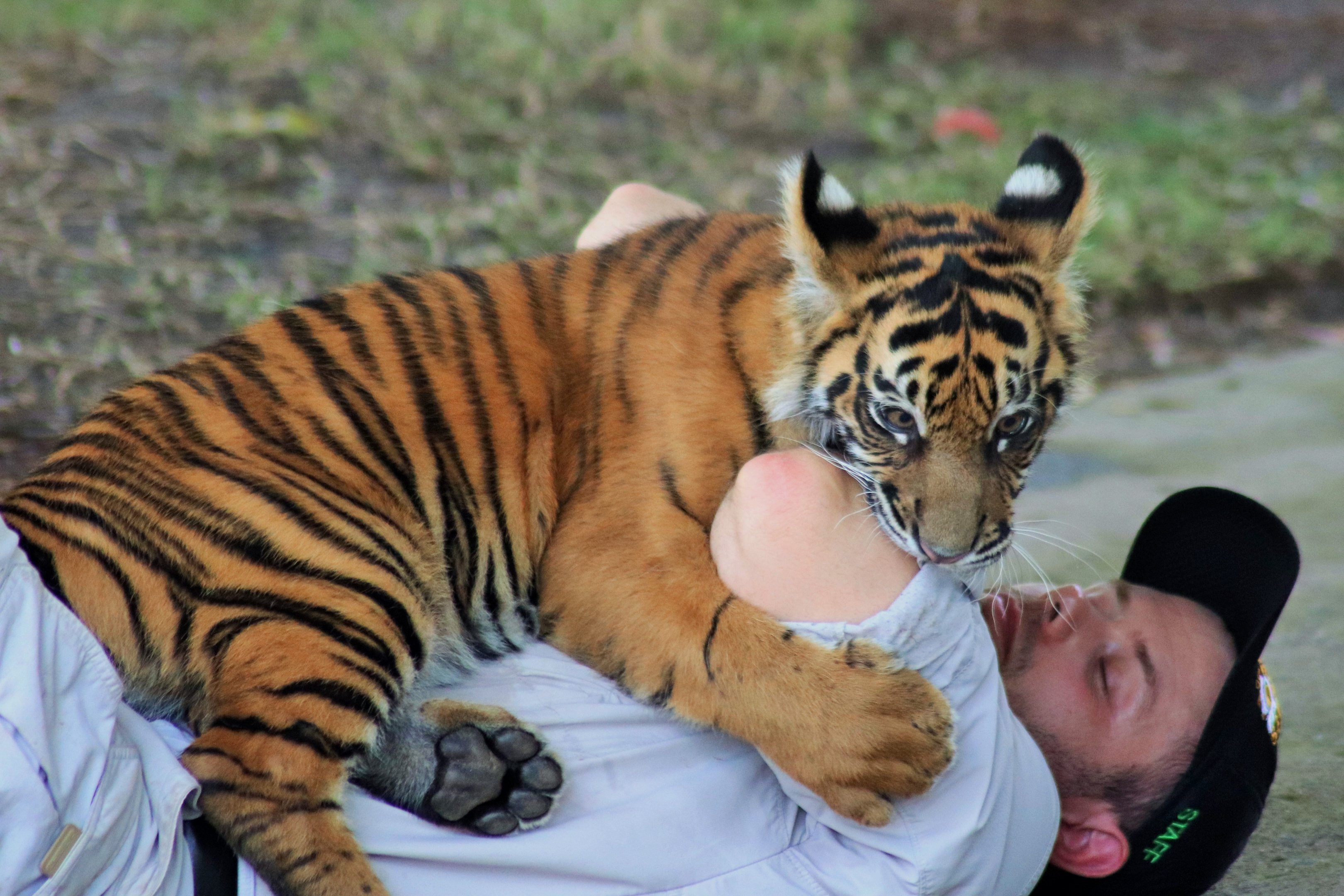 'Nelson' the Sumatran Tiger Cub (Panthera tigris sumatrae)